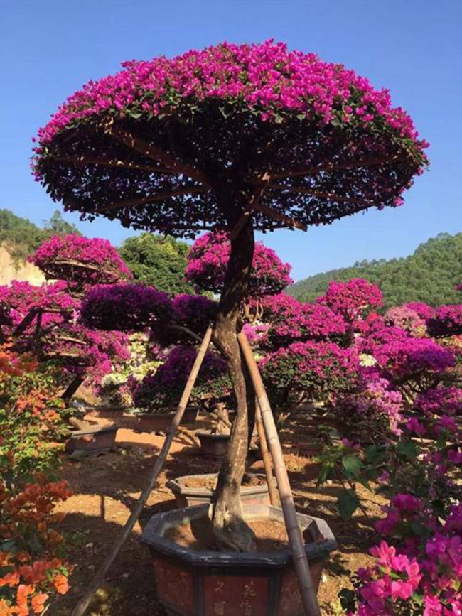 三角梅家庭種植實拍圖片.jpg