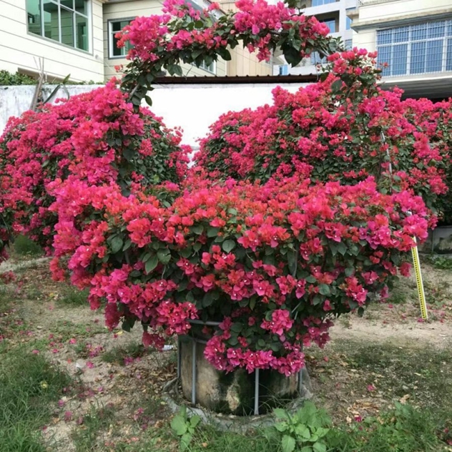 庭院種植三角梅實拍圖片.jpg