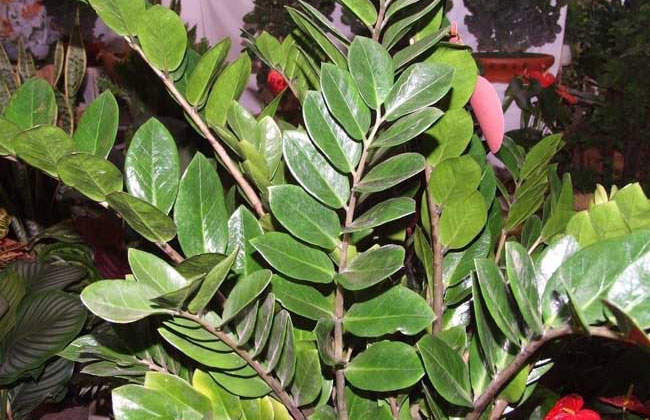 金錢樹開花嗎?金錢樹開花的寓意 金錢樹開花嗎?金錢樹開花的寓意