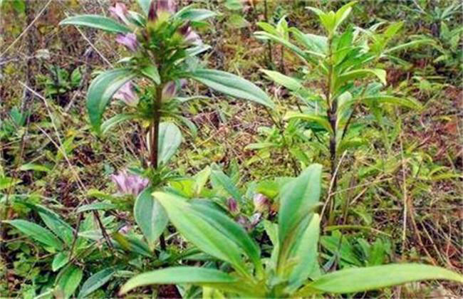 龍膽草畝產多少斤?高產龍膽草種植技術 龍膽草畝產多少斤?高產龍膽草種植技術
