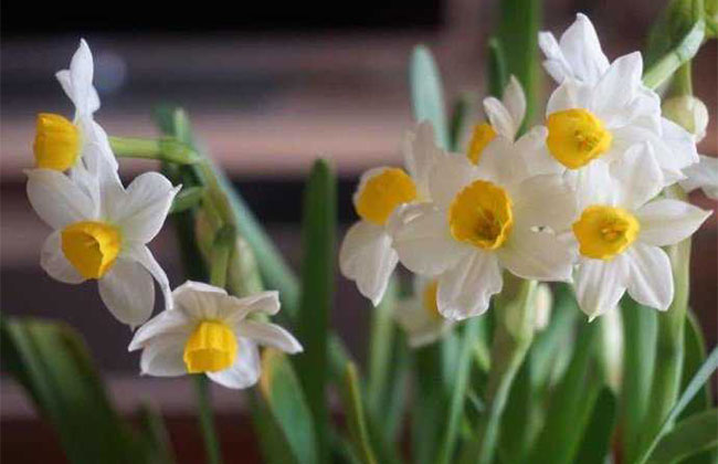 一、水仙花的花語是什么? 一、水仙花的花語是什么?