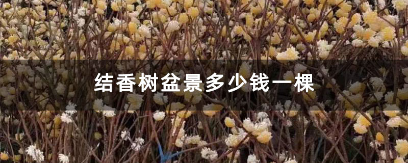結香樹盆景多少錢一棵 結香樹盆景多少錢一棵