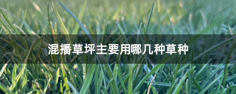 混播草坪主要用哪幾種草種 混播草坪主要用哪幾種草種