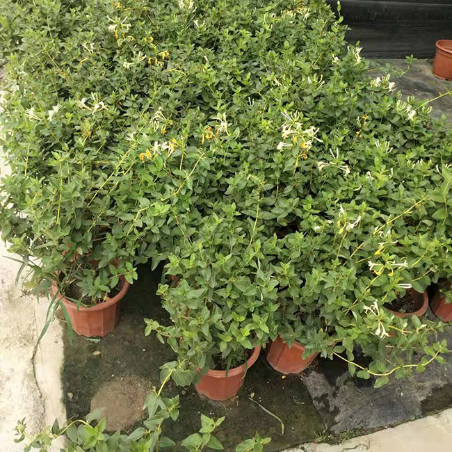 金銀花苗 金銀花苗