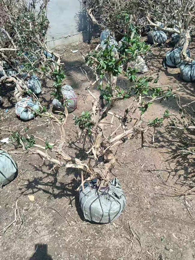 金銀花苗 金銀花苗