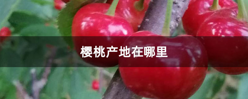 櫻桃產地在哪里 櫻桃產地在哪里