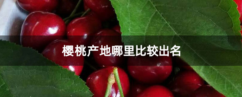 櫻桃產地哪里比較出名 櫻桃產地哪里比較出名