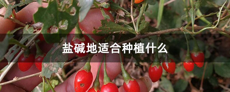 鹽堿地適合種植什么 鹽堿地適合種植什么