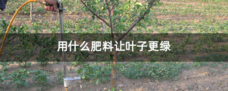 用什么肥料讓葉子更綠 用什么肥料讓葉子更綠