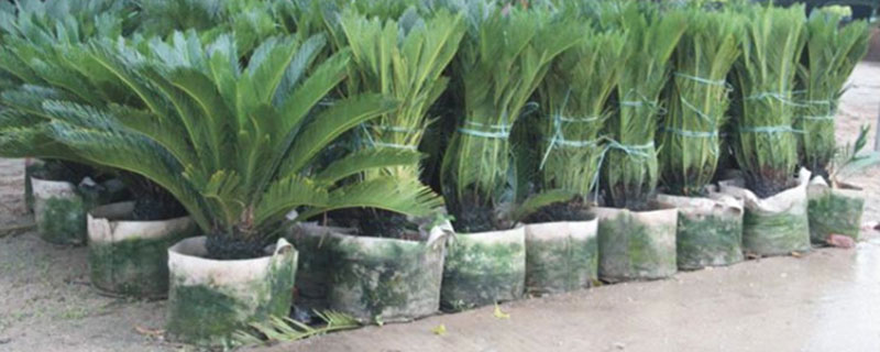 美植袋可以直接地栽嗎