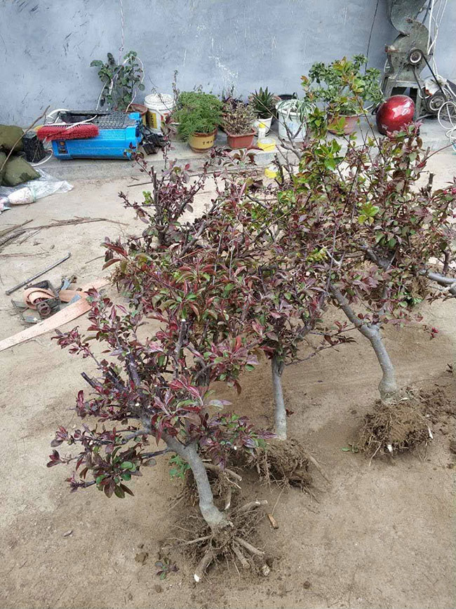 北美海棠怎么種植?北美海棠的養殖方法有哪些? 北美海棠怎么種植?北美海棠的養殖方法有哪些?