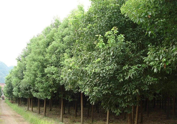 香樟樹 香樟樹