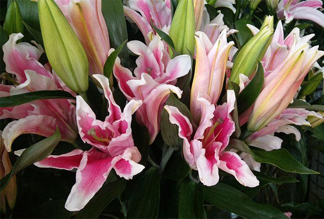 百合花 百合花