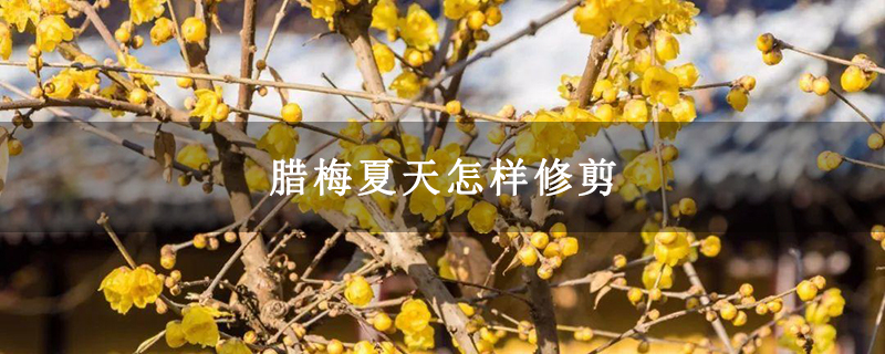 臘梅夏天怎樣修剪 臘梅夏天怎樣修剪
