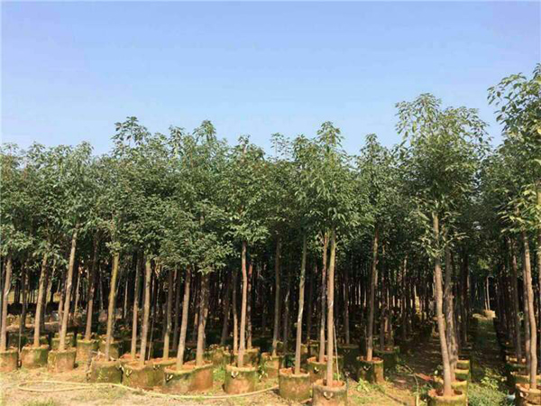 香樟樹種植基地 香樟樹種植基地