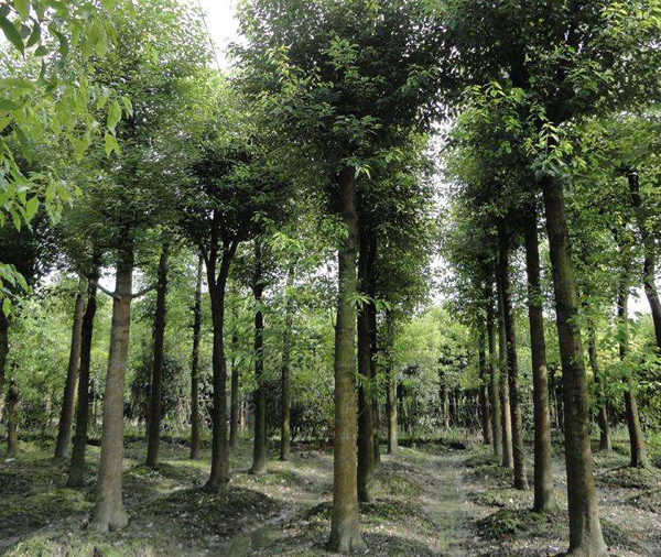 香樟樹種植基地 香樟樹種植基地