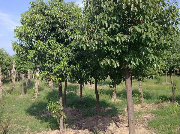 香樟樹種植基地 香樟樹種植基地