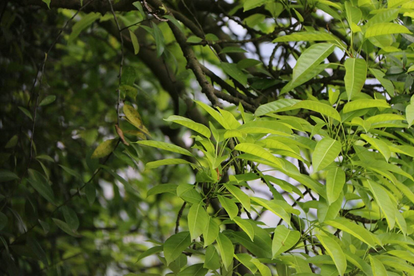 香樟樹 香樟樹