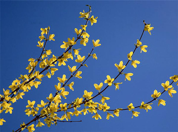 連翹開花 連翹開花