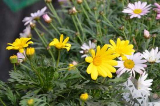 瑪格麗特不開花,施加磷鉀肥并去除頂芽 瑪格麗特不開花,施加磷鉀肥并去除頂芽