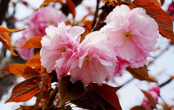櫻花 櫻花