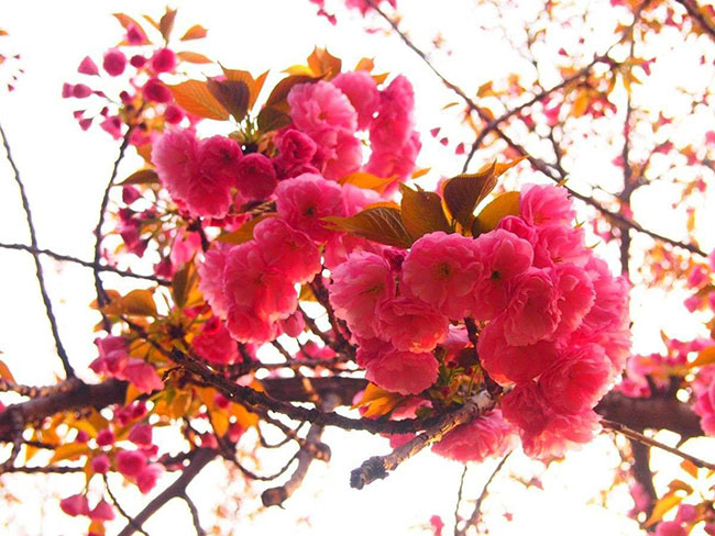 紅葉櫻花怎么扦插?櫻花樹扦插時間和方法 紅葉櫻花怎么扦插?櫻花樹扦插時間和方法
