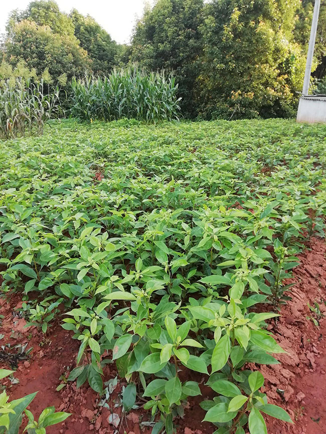 香樟樹 香樟樹