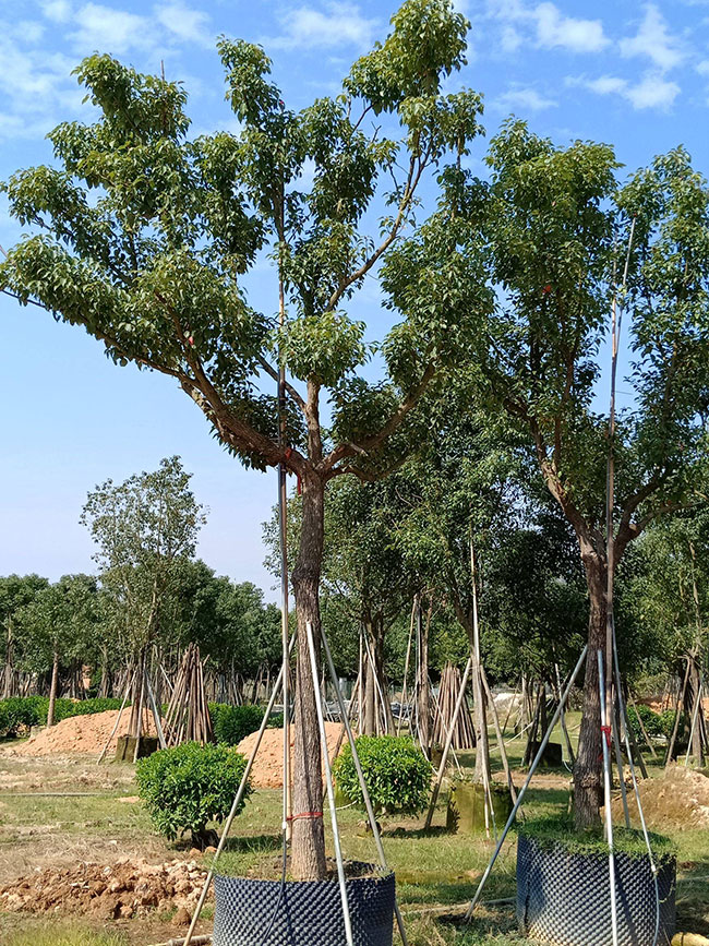 香樟樹 香樟樹