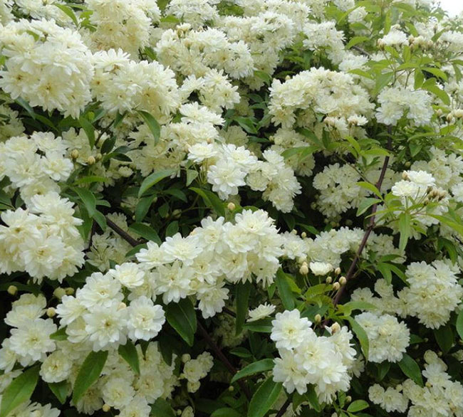 木香花 木香花