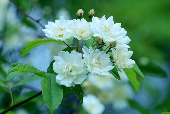 木香花 木香花