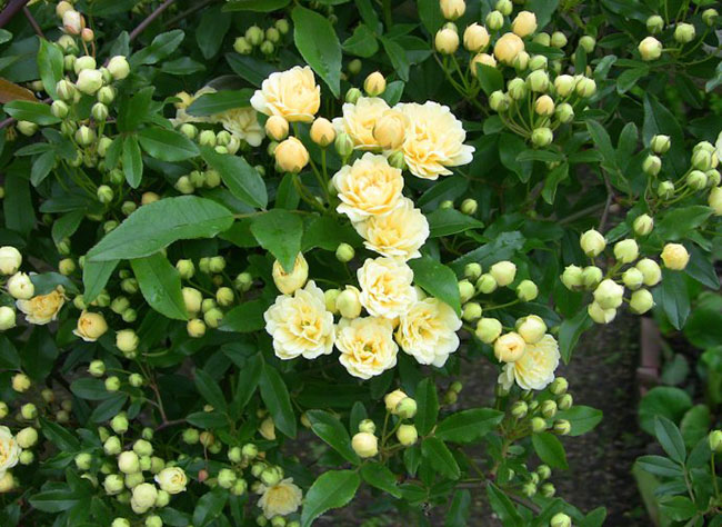 木香花 木香花