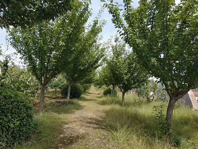 櫻花樹多少錢一棵?2020年櫻花樹報價 櫻花樹多少錢一棵?2020年櫻花樹報價