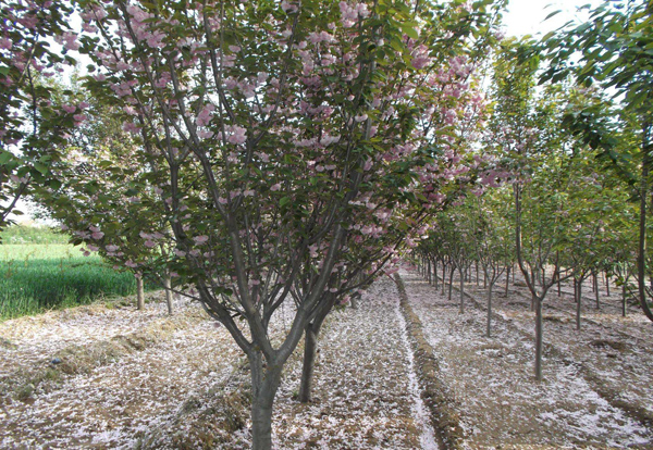 櫻花 櫻花