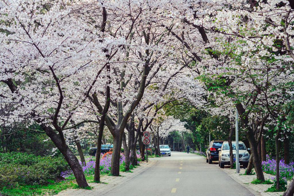 櫻花 櫻花