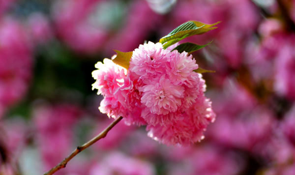 櫻花 櫻花