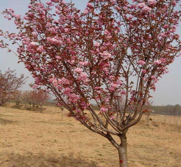 櫻花 櫻花