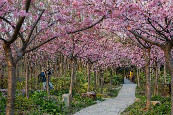 垂直櫻花3.jpg
