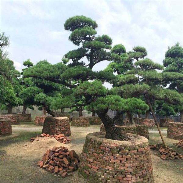 羅漢松 羅漢松