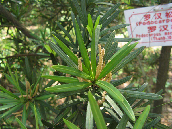 羅漢松 羅漢松