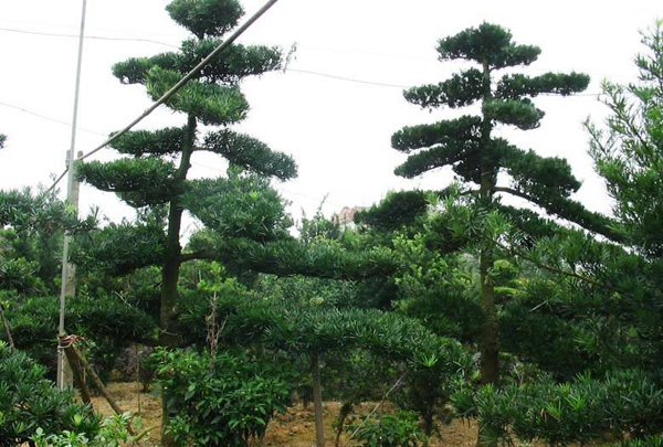 羅漢松造型苗 羅漢松造型苗