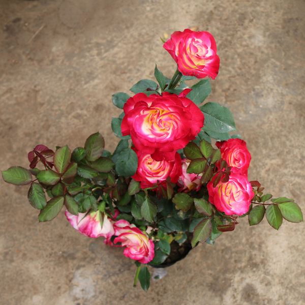 月季花 月季花