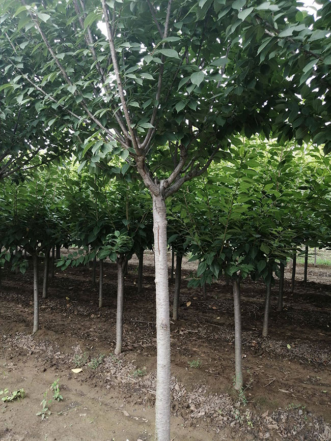 櫻花移栽后怎樣澆水?櫻花樹的移栽與管理技術 櫻花移栽后怎樣澆水?櫻花樹的移栽與管理技術