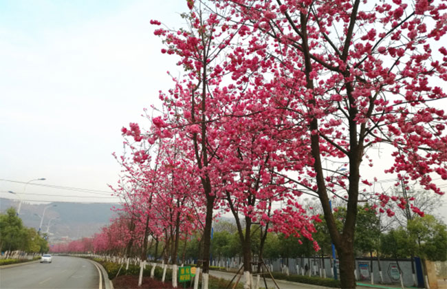 1600918595127151.jpg 櫻花移栽后怎樣澆水?櫻花樹的移栽與管理技術