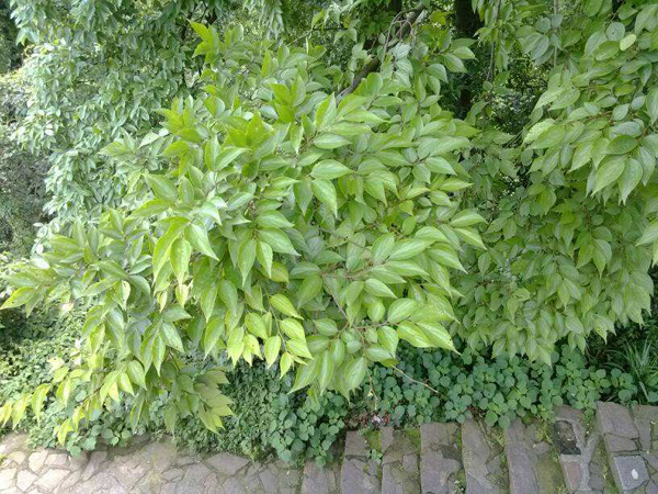 香樟樹 香樟樹