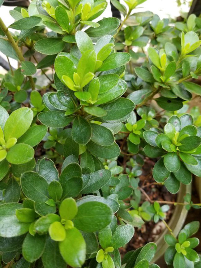 杜鵑花哪個季節開放?杜鵑花語和寓意 杜鵑花哪個季節開放?杜鵑花語和寓意