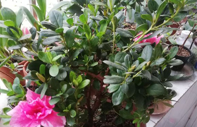 杜鵑花哪個季節開放?杜鵑花語和寓意 杜鵑花哪個季節開放?杜鵑花語和寓意