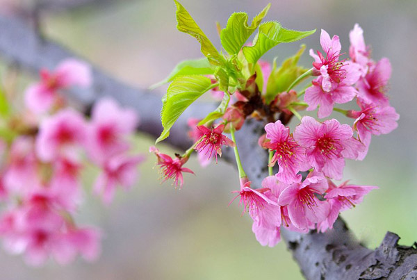 櫻花 櫻花