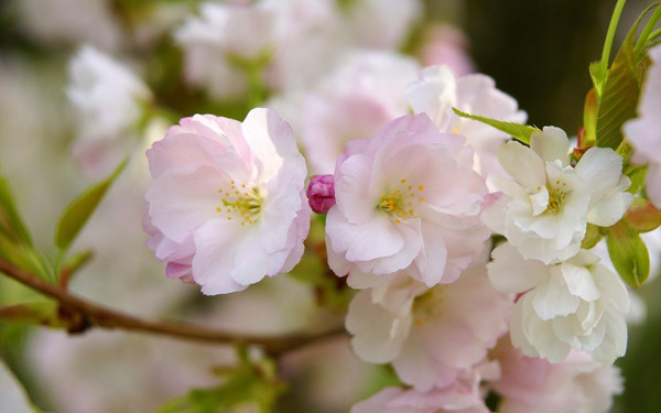 櫻花 櫻花