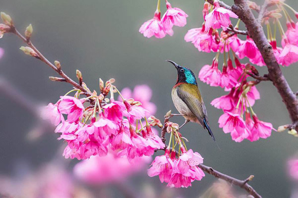 櫻花 櫻花