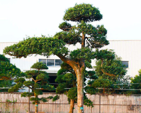 羅漢松 羅漢松